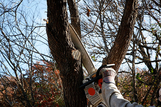 Fredericktown, MO Tree Care Company