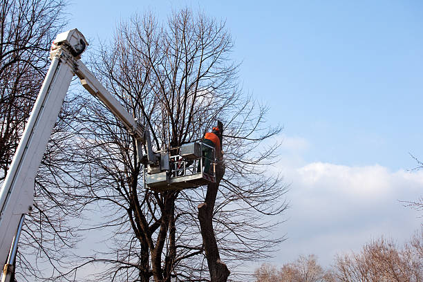 Best Tree Trimming and Pruning  in Fredericktown, MO